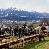 Schafausstellung Tiroler Bergschaf  (7)